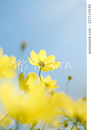 Cosmos blooming toward the blue sky 107114546