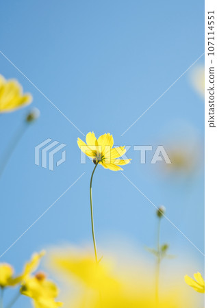開花往藍天的波斯菊 開花往藍天的波斯菊 107114551