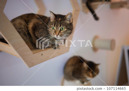 Cat scratching post wall mounted in modern room for pet on white wall, stylish decoration for cat owner with copy space. 107114665