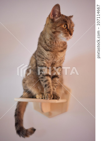Cat scratching post wall mounted in modern room for pet on white wall, stylish decoration for cat owner with copy space. Cat scratching post wall mounted in modern room for pet on white wall, stylish decoration for cat owner with copy space. 107114667