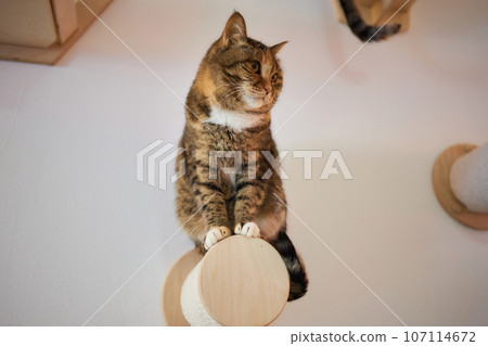 Cat scratching post wall mounted in modern room for pet on white wall, stylish decoration for cat owner with copy space. Cat scratching post wall mounted in modern room for pet on white wall, stylish decoration for cat owner with copy space. 107114672