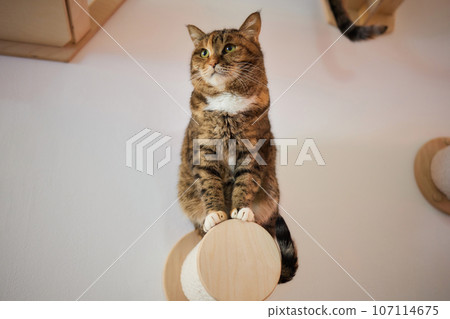 Cat scratching post wall mounted in modern room for pet on white wall, stylish decoration for cat owner with copy space. Cat scratching post wall mounted in modern room for pet on white wall, stylish decoration for cat owner with copy space. 107114675