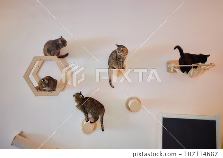 Cat scratching post wall mounted in modern room for pet on white wall, stylish decoration for cat owner with copy space. Cat scratching post wall mounted in modern room for pet on white wall, stylish decoration for cat owner with copy space. 107114687