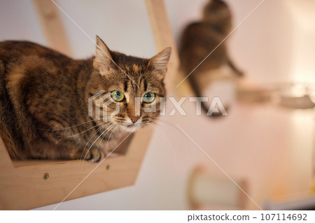Cat scratching post wall mounted in modern room for pet on white wall, stylish decoration for cat owner with copy space. Cat scratching post wall mounted in modern room for pet on white wall, stylish decoration for cat owner with copy space. 107114692