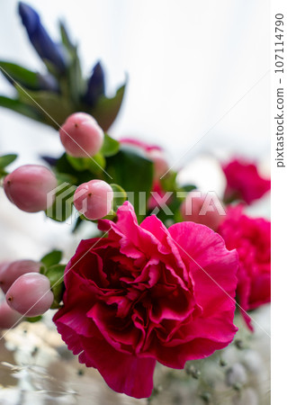 康乃馨和粉紅色水果的特寫 康乃馨和粉紅色水果的特寫 107114790