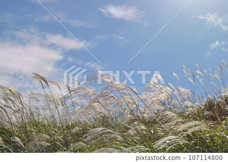 Miscanthus 107114800