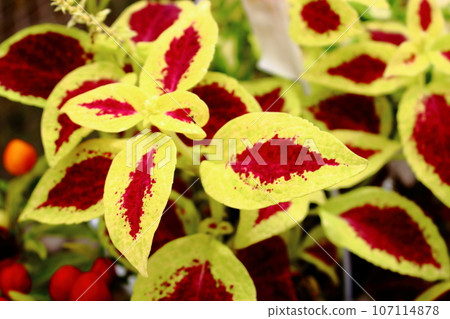 錦紫蘇葉子上有美麗的圖案 錦紫蘇葉子上有美麗的圖案 107114878