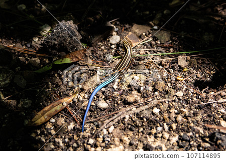Ishigaki lizard of Ishigaki Island, Okinawa Prefecture Ishigaki lizard of Ishigaki Island, Okinawa Prefecture 107114895