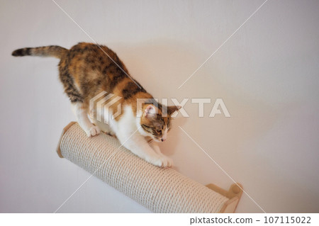 Cat scratching post wall mounted in modern room for pet on white wall, stylish decoration for cat owner with copy space. 107115022