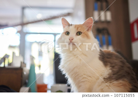 Ginger cat sitting on the wooden floor in a white room. The fat red cat is resting. Sweet fluffy kitten at home. A large red cat lies beautifully on the floor in the interior of a modern apartment. 107115055