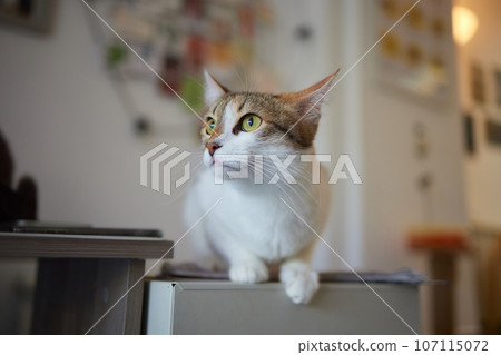 cat lying down on wooden table looking at camera. cat lying down on wooden table looking at camera. 107115072