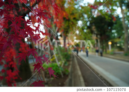 冰河神社，埼玉，神社，日本，神道，秋天，佛教，參觀，觀光，拜年，參拜，祈禱，樹，建築，戶外，燈籠， 107115078