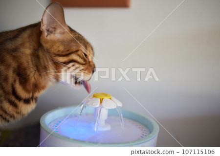 Pet water dispenser with automatic gravity refill. Pet water dispenser with automatic gravity refill. 107115106
