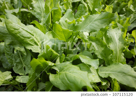 Leaves of sorrel in the garden. Green background from sorrel leaves. Leaves of sorrel in the garden. Green background from sorrel leaves. 107115120