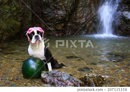 波士頓梗犬Mighty在獅子瀧拿著冰鎮的西瓜凝視著山谷♡ 波士頓梗犬Mighty在獅子瀧拿著冰鎮的西瓜凝視著山谷♡ 107115158