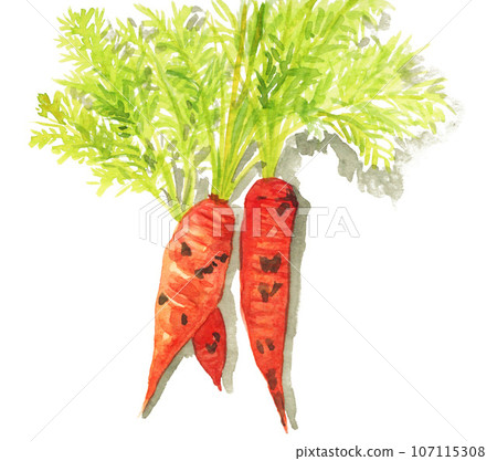 Freshly picked carrots painted in watercolor 23923pix7 107115308