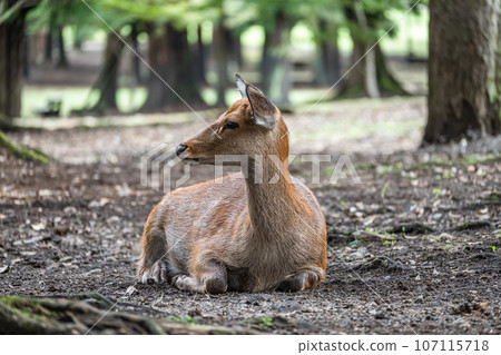 Deer in Nara Park 107115718