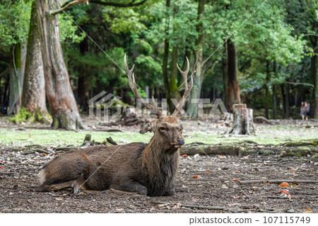 Deer in the forest Nara Park Deer in the forest Nara Park 107115749