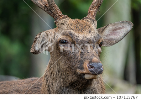 Deer in Nara Park 107115767