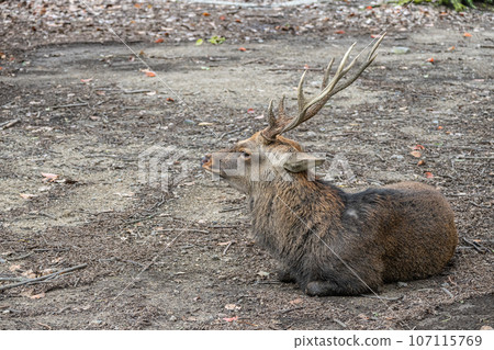 Deer in Nara Park Deer in Nara Park 107115769