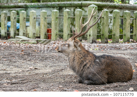 Deer in Nara Park 107115770