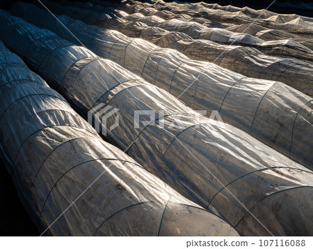 [Agriculture] Plastic greenhouse tunnel farm fields 107116088