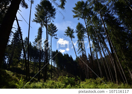 Clearing in a forest 107116117