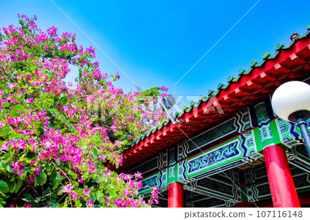 Lotus Pond temple and bougainvillea in Kaohsiung, Taiwan 107116148
