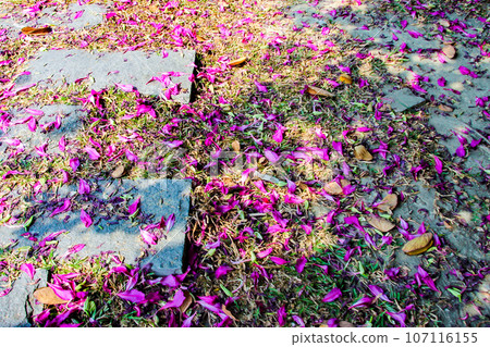 Cobblestone pavement and bougainvillea at Lotus Pond in Kaohsiung, Taiwan 107116155