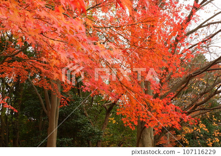 京王多摩中心、南大澤、秋葉、秋天、12月、道路、步行、水杉、秋葉、公園、綠道、多摩中央公園、 107116229