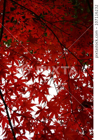 Keio Tama Center, Minami-Osawa, autumn leaves, autumn, December, road, walk, Metasequoia, autumn leaves, park, greenway, Tama Central Park, Keio Tama Center, Minami-Osawa, autumn leaves, autumn, December, road, walk, Metasequoia, autumn leaves, park, greenway, Tama Central Park, 107116232
