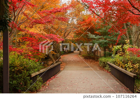 京王多摩中心、南大澤、秋葉、秋天、12月、道路、步行、水杉、秋葉、公園、綠道、多摩中央公園、 京王多摩中心、南大澤、秋葉、秋天、12月、道路、步行、水杉、秋葉、公園、綠道、多摩中央公園、 107116264