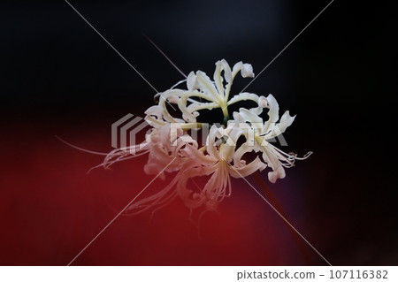 白色簇狀孤挺花 白色簇狀孤挺花 107116382