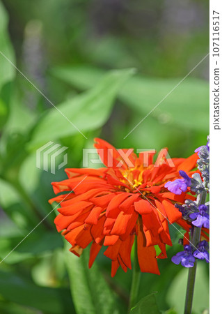 百日草花 百日草花 107116517
