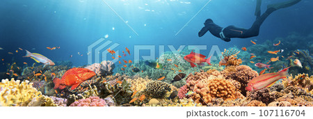 Freediver Swimming in Deep Sea With Beautiful Coral Reefs, Colorful Fishes and Sunrays. Young Man DIver Eploring Sea Life. 107116704