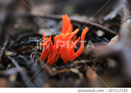 Beni Naginata Take 107117192