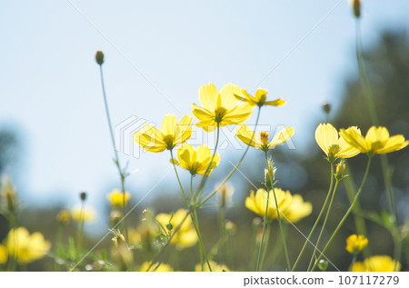 Cosmos blooming toward the sky Cosmos blooming toward the sky 107117279