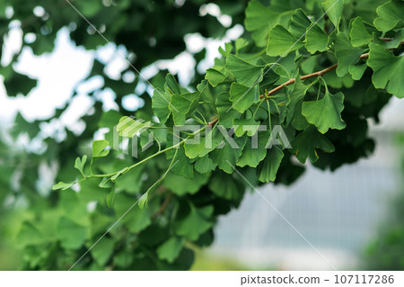 ginkgo tree branch with leaves close up on blurred natural background ginkgo tree branch with leaves close up on blurred natural background 107117286