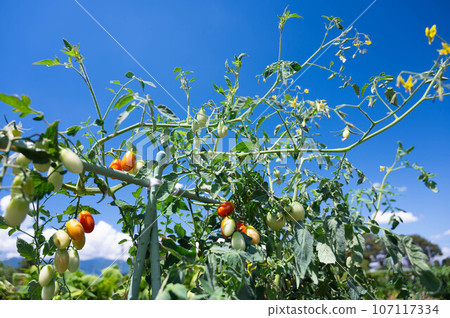 Blue sky and cherry tomatoes Aiko 107117334