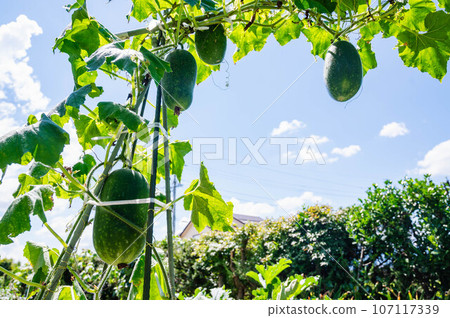 Winter melon grown through aerial cultivation 107117339