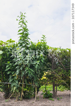 Jerusalem artichoke grown tall Jerusalem artichoke grown tall 107117349