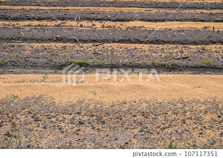Rice husk scattered in the field Rice husk scattered in the field 107117351