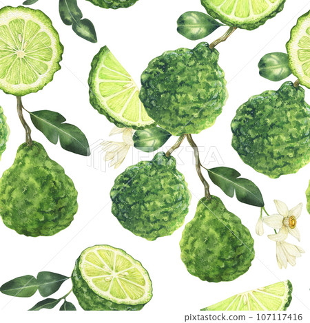 Watercolor seamless pattern with bergamot elements. Hand drawn background with flowers, leaves and fruit in green colors on white. Perfect for packaging, textile, invitations 107117416