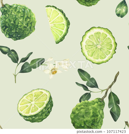 Watercolor seamless pattern with bergamot elements. Hand drawn background with flowers, leaves and fruit in green colors on a light green Watercolor seamless pattern with bergamot elements. Hand drawn background with flowers, leaves and fruit in green colors on a light green 107117423
