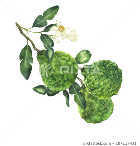 Watercolor hand drawn bergamot illustration, isolated on white background. Fresh bergamot fruit with leaves and flower on the branch. 107117431
