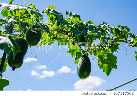 Winter melon grown through aerial cultivation 107117508