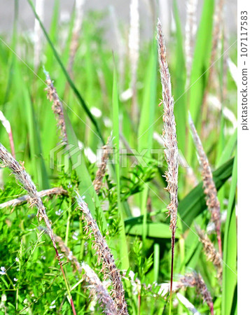 奇伽耶上已經開始開花了 107117583