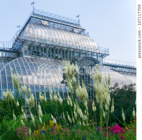 white baneberry inflorescences in a flower garden against the background of a large ancient palm greenhouse 107117709