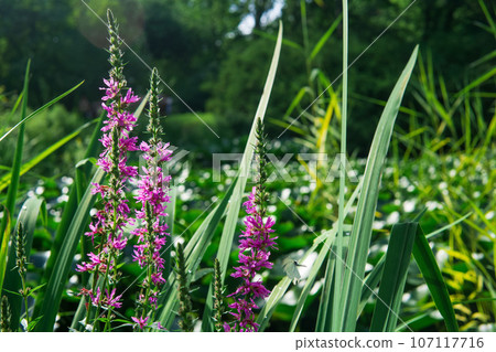 blooming purple loosestrife in a sunny meadow 107117716