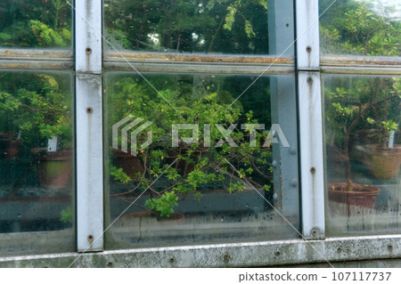 section of a glass wall of a tropical flower greenhouse, outside view section of a glass wall of a tropical flower greenhouse, outside view 107117737